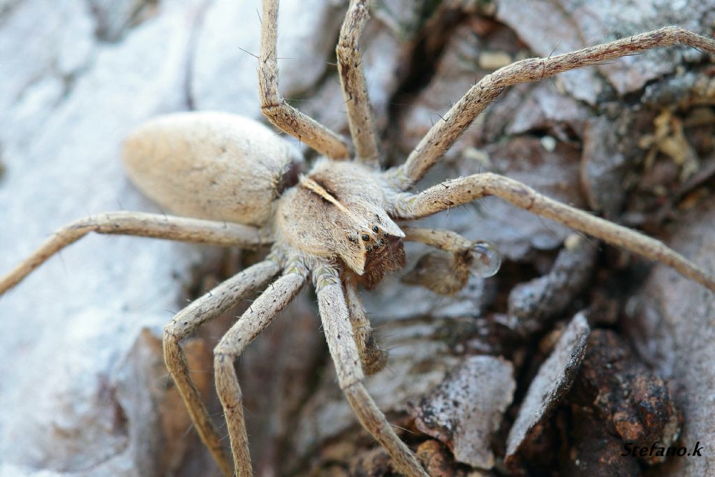 Pisaura sp. - Santa Croce (carso Triestino)